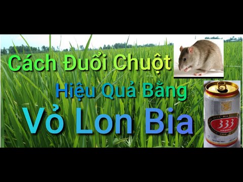 Video: Làm sao để đuổi chuột trong căn hộ? Phương tiện dân gian và hiện đại