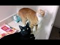 NEW Kitty Pad! Vlog #3