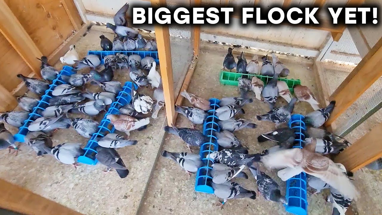 Полет всей команды голубей 2022 года!