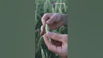 Regenerative Agriculture: The Key to a Sustainable Future #RegenerativeAgriculture #Shorts