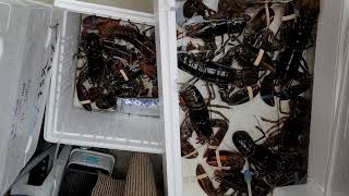 お節用　活オマール海老