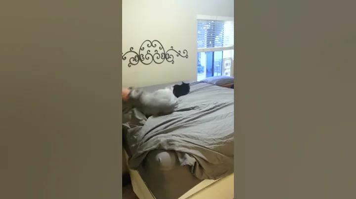 Floofie Helping make the bed