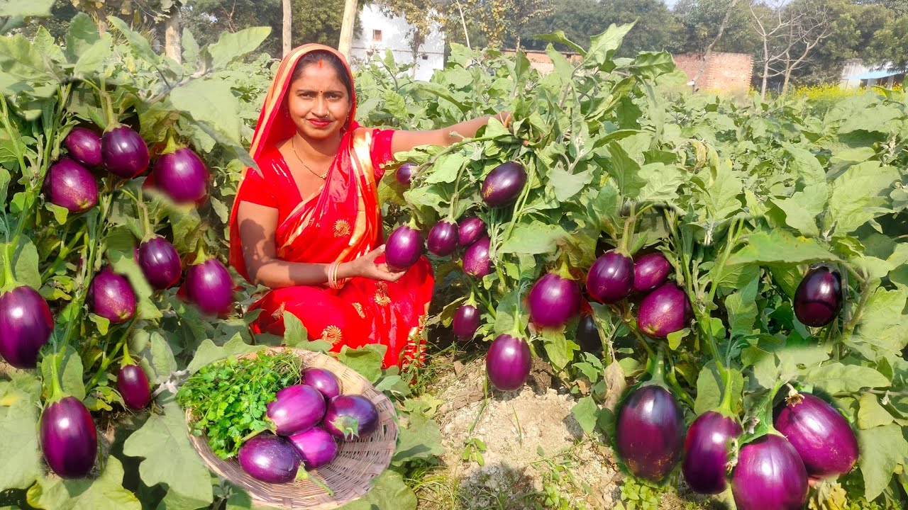 हमारे गांव कि बैंगन लिट्टी चोखा खाते हि सब अंगुलियां चाटेंगे 😋 || Village Style litti chokha recipe