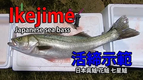 IkeJime method:  How to dispatch and bleed a Japanese sea bass (Suzuki)