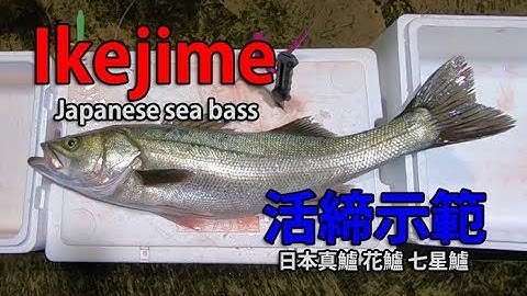 IkeJime method:  How to dispatch and bleed a Japanese sea bass (Suzuki)