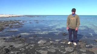 Supratidal, intertidal, subtidal zones