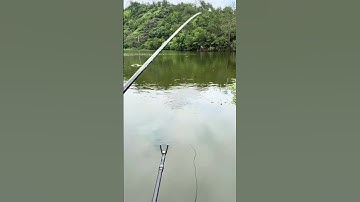 #shorts đam mê câu lure câu cá giải trí #634 #fishing #cauca