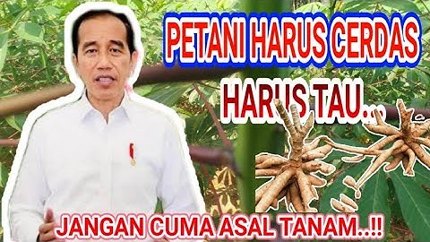 SINGKONG GARUDA || CIRI CIRI DAN KEUNGGULAN SINGKONG GARUDA