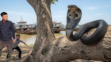 Cuộc Gọi Khẩn Cấp Của Người Hàng Xóm Phát Hiện Con Rắn Hổ Mang Phơi Nắng Trên Cây Đa Nghĩa Địa 