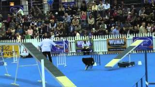 Dog sport, agility: Border Collie Sneaker and Alet, runners-up, contact agility, WODAC, South Africa by Dog TV South Africa 235 views 12 years ago 45 seconds