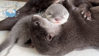 Otters Make a Bed for the Baby