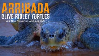 Arribada Olive Ridley Turtles 2nd Mass Nesting egg laying in Rushikulya Odisha | Relaxation Film #4K