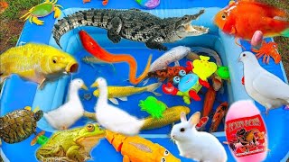 Collection of Rabbit Vlog Catching Playful Crocodiles Hiding Under Fish Ponds, Ducks, Crabs,