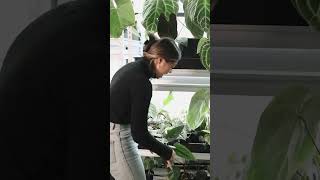 Let’s tour the grow tent and my personal collection at PCM! #rareplants #anthurium #planttour