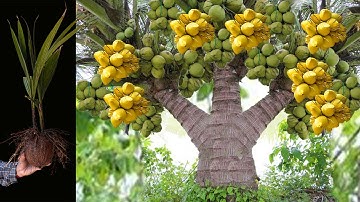 Unique skill Technique Discover How Grafting Coconut Trees grow faster