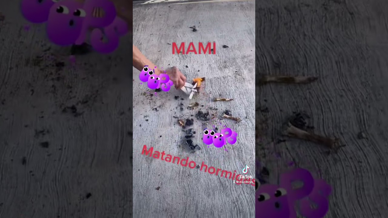 Remedio casero! Cómo matar hormigas