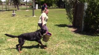 ARC Beaucerons  Luke working in protection