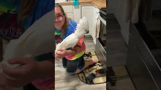 Buster the cockatoos big day story/sister time/helping Dad & NEW CAGE
