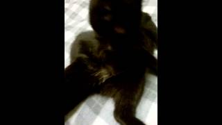 ласковая мама кошка и котенок ласковая мама кошка и котенок