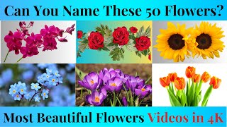 Flower Quiz | Guess the Flower By Image Quiz by QuizzoRama 22 views 1 month ago 8 minutes, 26 seconds