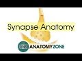 Synapse Structure - Neuroanatomy Basics