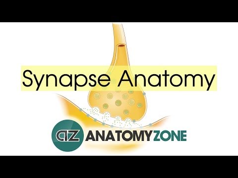 Video: Synapse: What Is It, The Structure Of The Synapse