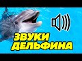 Звуки дельфинов, как поют дельфины?