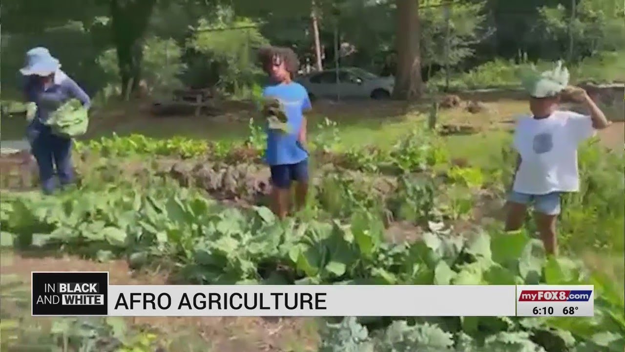 Greensboro volunteers with Afro Agriculture plant, harvest food for community
