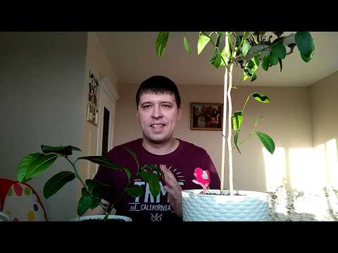 Видео: Уход за лимонным деревом Ponderosa - информация о карликовых лимонных деревьях Ponderosa