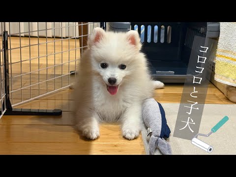 コロコロローラーがくっついてビックリする子犬