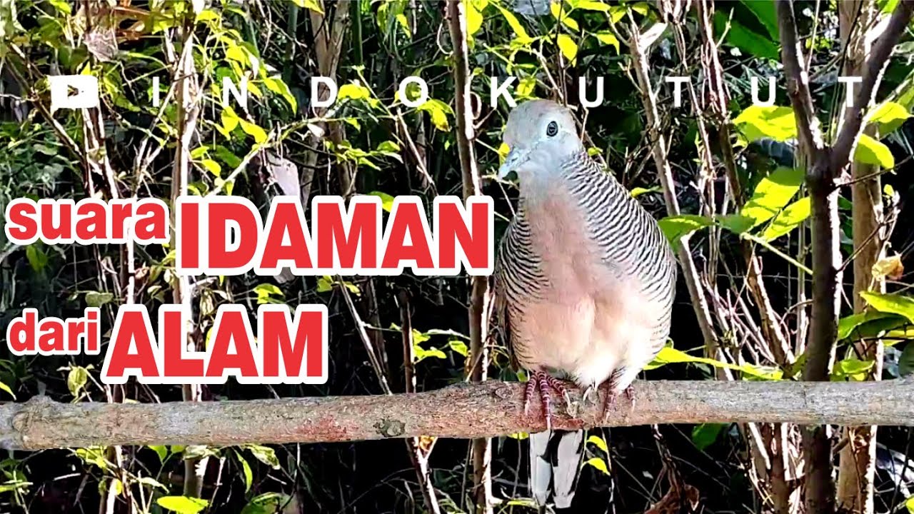 Perkutut Lokal Alam Gacor - irama berKelas bikin lawan NYAUT ribut