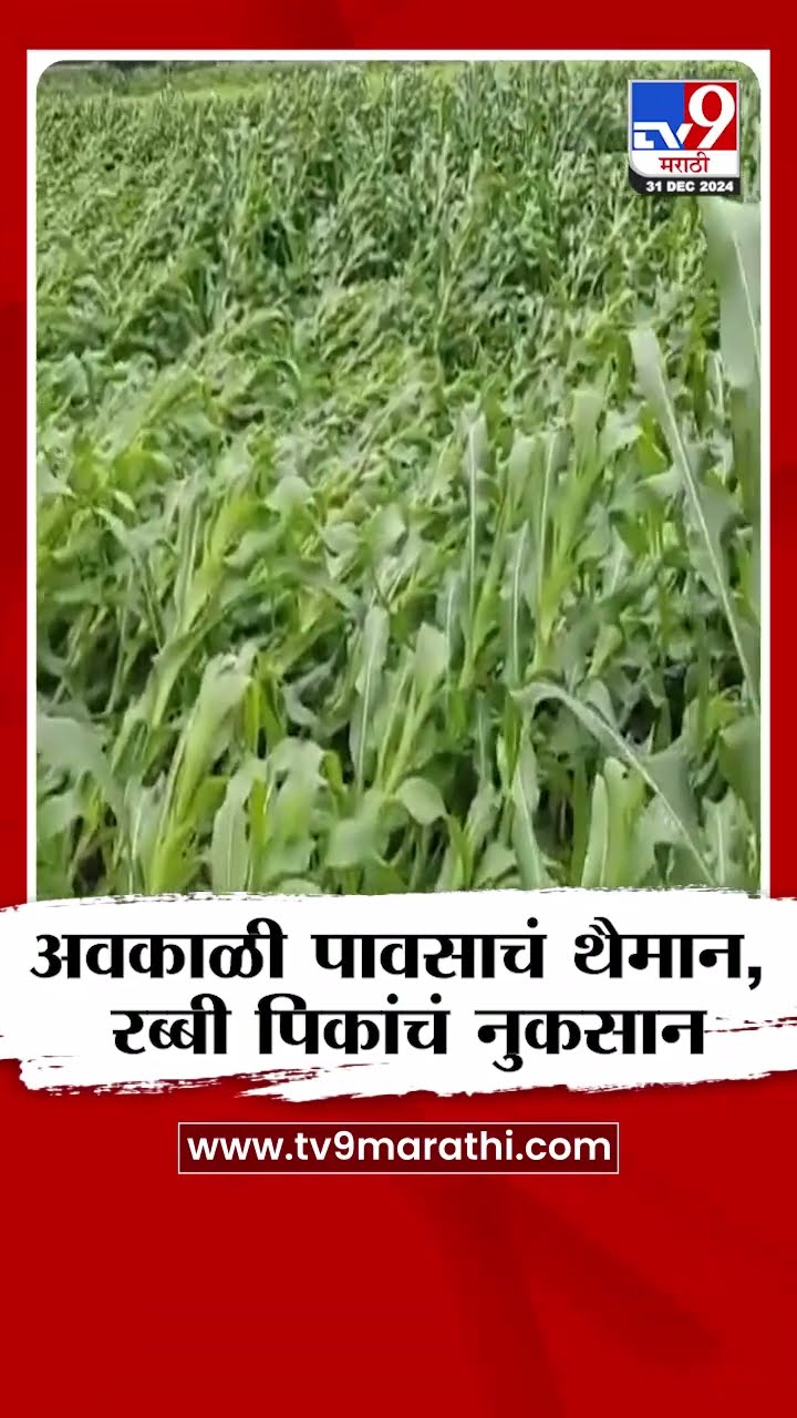 Jalgaon मध्ये अवकाळी पावसाचं थैमान, रब्बी पिकांचं मोठं नुकसान | tv9 Marathi