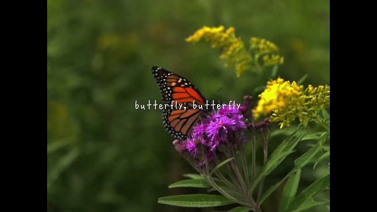 Guarda gnash - butterfly (official lyric video) su YouTube Guarda gnash - butterfly (official lyric video) su YouTube