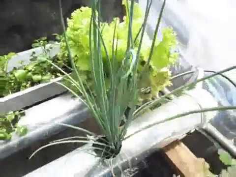 Como Hacer Un Sistema Hidroponico Nft Casero Con Tubos De Pvc Como Hacer Un Sistema Hidroponico Nft Casero Con Tubos De Pvc