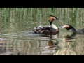 Grebe family feeding their young with fish
