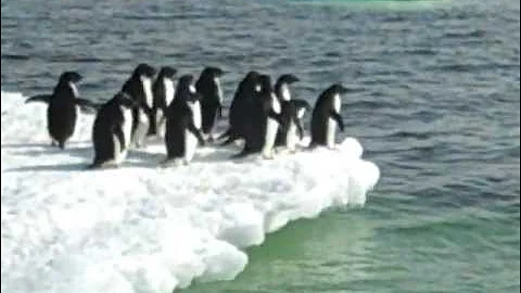 Adelie Penguins, Cape Royds, Antarctica