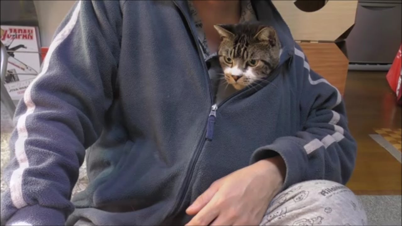 猫と戯れる にゃんガルーパーカーないんで フリースにゃケット でもいいかな リキちゃんねる 猫動画 Cat Videos キジトラ猫との暮らし Youtube 猫と戯れる にゃんガルーパーカーないんで フリースにゃケット でもいいかな リキちゃんねる 猫動画 Cat Videos キジトラ猫との暮らし Youtube