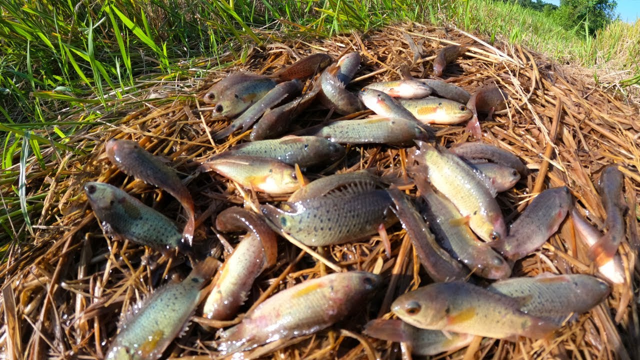 wow amazing fishing! catch a lot of fish under straw at rice field by ...