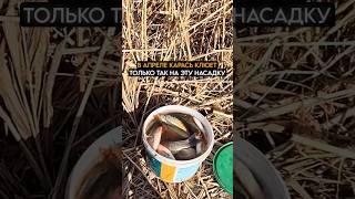 в апреле КАРАСЬ клюет только так на эту НАСАДКУ #рыбалка #карась #fishing