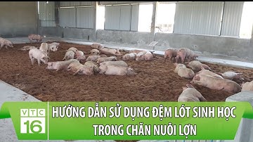 Hướng dẫn sử dụng đệm lót sinh học trong chăn nuôi lợn, không mùi hôi | VTC16