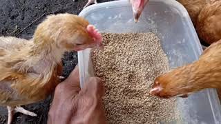 Paano alagaan Ang manok na kaber?, unang subok