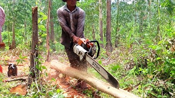 Chainsaw Man Cutting Tree In Forest! Amazing Tree Cutting Skills Videos 2022