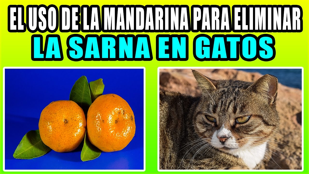 como curar la sarna en gatos con remedios caseros