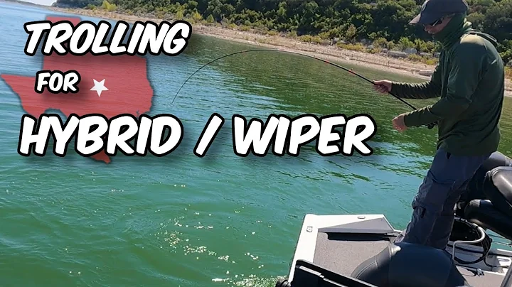 Trolling for Hybrid Wiper Bass on Lake Belton. Best Crankbaits To Use.