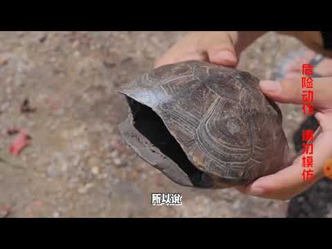 ЭКСПЕРИМЕНТ Насколько прочен панцирь ЧЕРЕПАХИ?????? EXPERIMENT How strong is a TURTLE'S shell??????