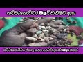 sri lanka gems