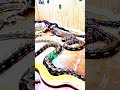 big snake! The Ultimate Snake Pile #shorts