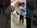 Top Quality Goat For Sale #azharvlogs #goat #animals #viralvideo #trendingshorts #goatfarming #short