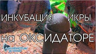 Разведение дискусов с помощью оксидатора Разведение дискусов с помощью оксидатора