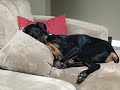 Our Dog, Doberman Puppy Kylo: 3 to 9 Months of Age